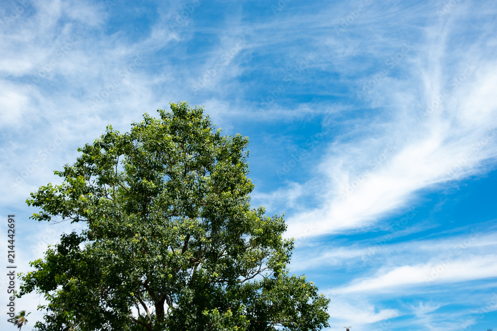 Obraz premium 夏空の風景2