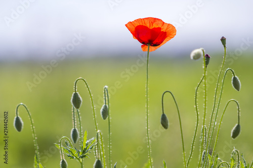 Close-up of tender blooming lit by summer sun one red wild poppy and undiluted flower buds on high stems on blurred bright green summer background. Beauty and tenderness of nature concept. photo