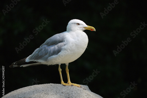 Large gray seagull with a red spot on its yellow beak and with a black tail