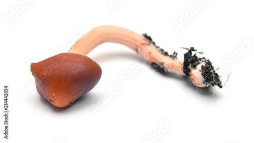 redlead roundhead mushroom