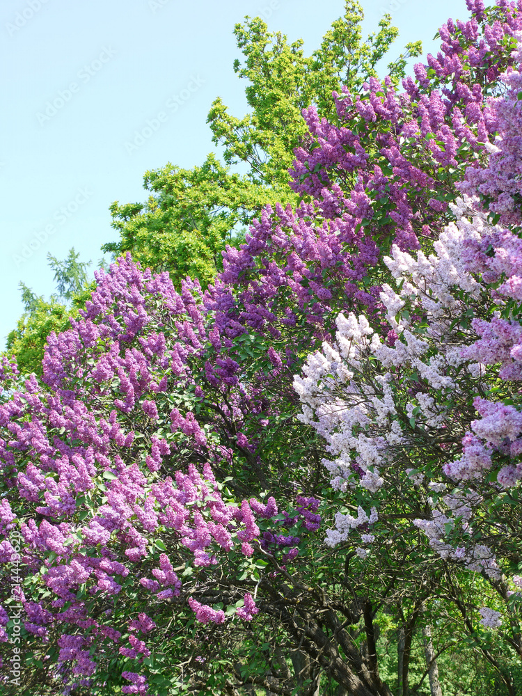 bushes of purple and white lilac in the botanical garden