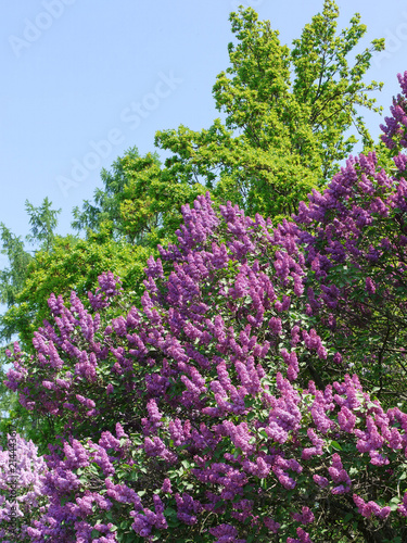A tall bush of blossoming lilacs. All other plants are faded against its background