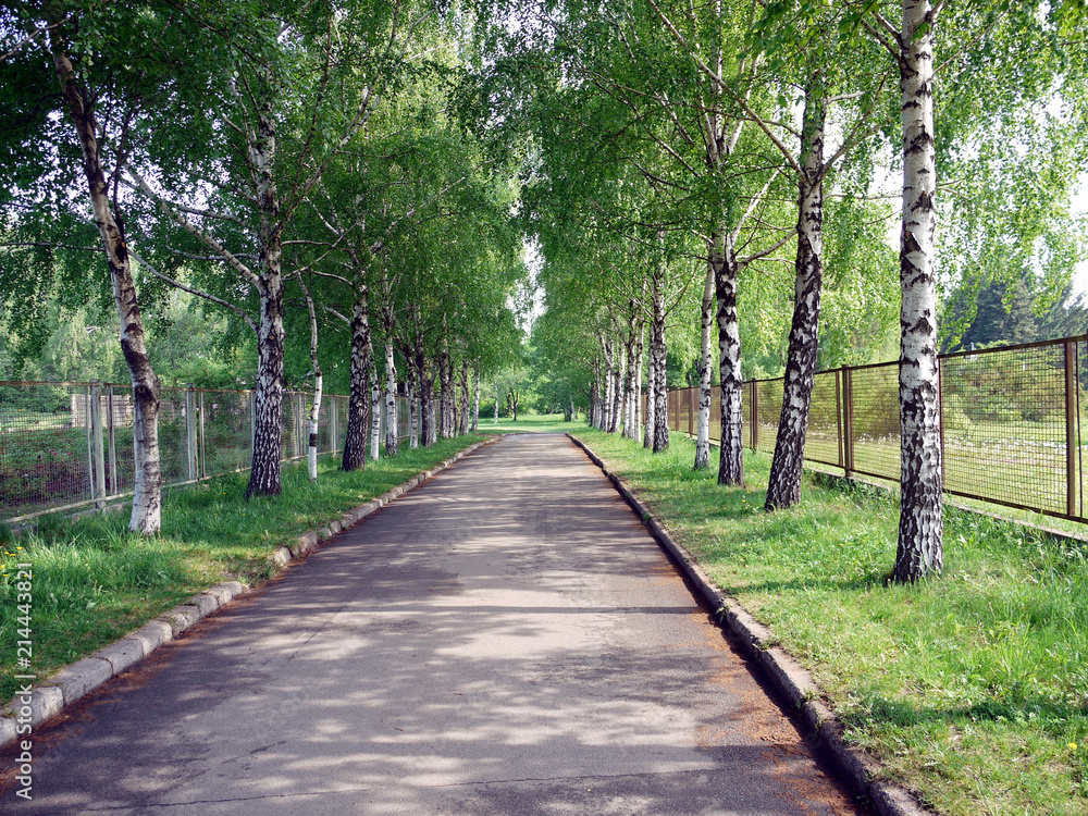 Asphalt boulevard between the rows of young spotted birches