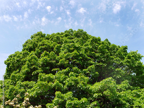 Lush, large crown of a tree with green leaves on a blue sky background