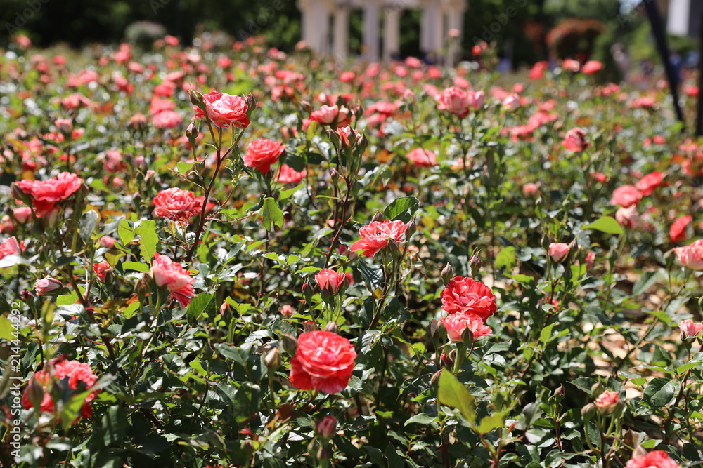 Rose garden with pink roses