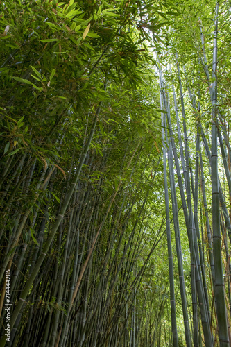 Las bambusowy we Francji