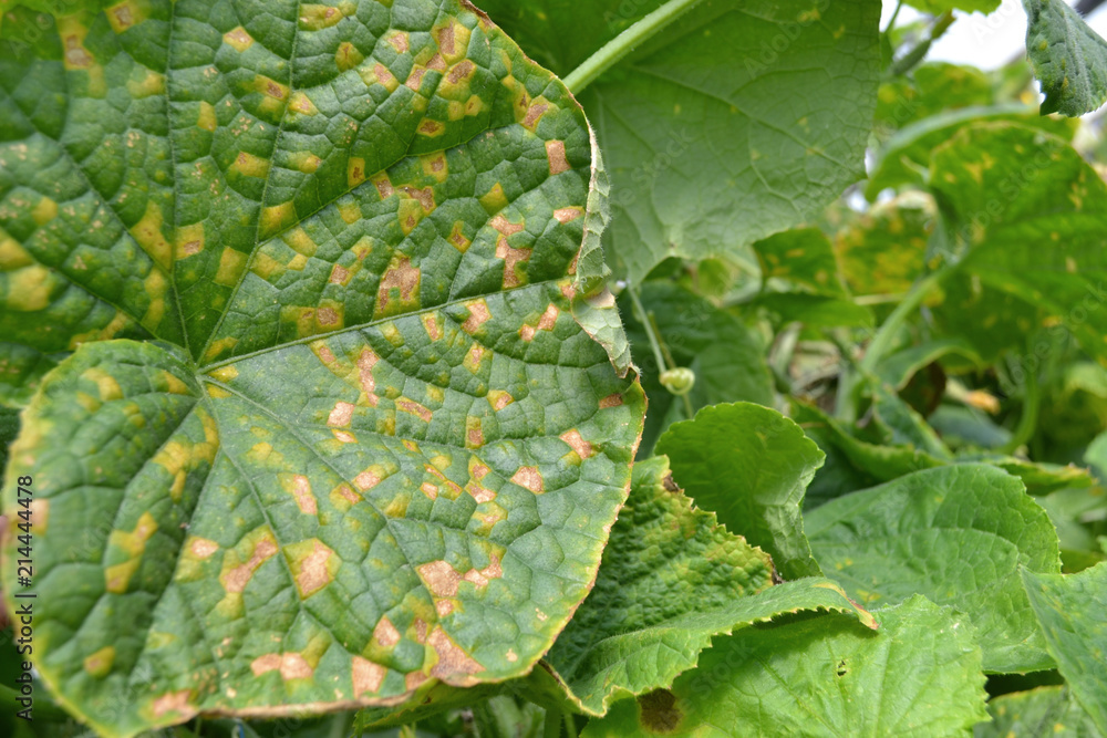 Φωτογραφία Cucumber leaves affected by downy mildew