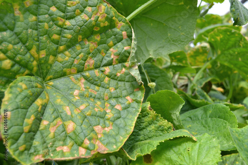Fotografiet Cucumber leaves affected by downy mildew