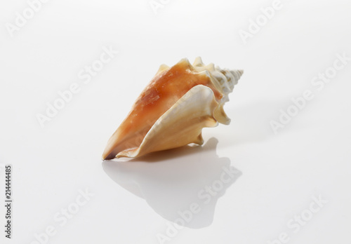 An Image of Turban Shell