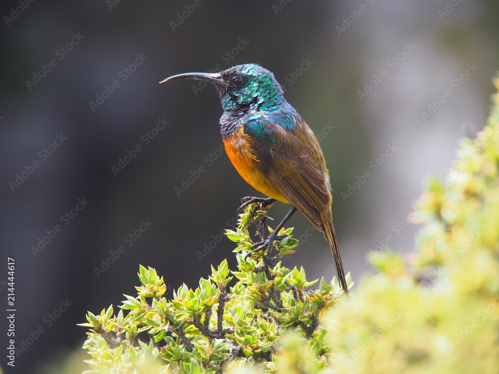 Fototapeta premium Kolibri