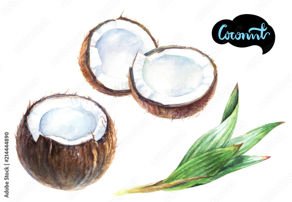 Coconut watercolor illustration. Coconut watercolor illustration.