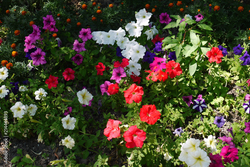 Fototapeta Naklejka Na Ścianę i Meble -  A beautiful decorative flower bed with an orgy of multicolored small flowers