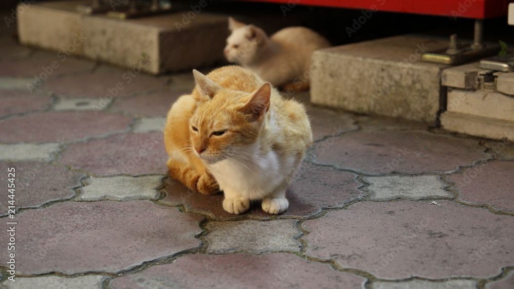 子猫 動物 白 かわいい お気に入りの 子猫 家庭の 孤立した 哺乳動物 ねずみ 毛皮 小さい ネズミ お気に入りの ハムスター 齧歯動物 ふわふわした 動物 若い 猫科の 子猫 毛で覆われた セッション 赤ちゃん 赤 Stock Photo Adobe Stock