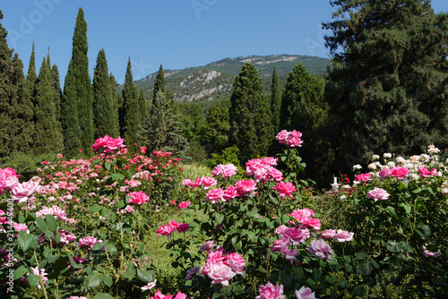 Beautiful scenery of magnificent bushes of bright tea roses growing on the green grass among the trees against the backdrop of a mountain slope visible in the lumen between the branches.