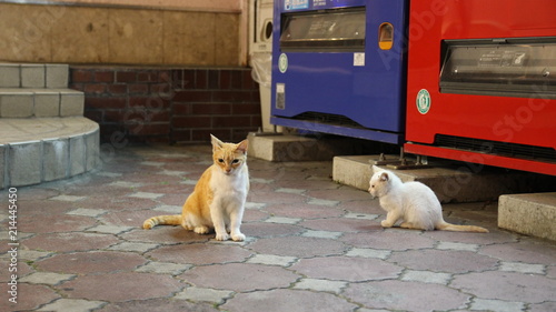 子猫 動物 子猫 白 お気に入りの かわいい 猫科の 哺乳動物 家庭の 子猫 毛皮 若い キツネ ポートレート 赤ちゃん 小さい 孤立した 愛らしい お気に入りの ふわふわした 動物 セッション 自然 青 Stock 写真 Adobe Stock 子猫 動物 子猫 白 お気に入りの かわいい 猫科の 哺乳動物 家庭の 子猫 毛皮 若い キツネ ポートレート 赤ちゃん 小さい 孤立した 愛らしい お気に入りの ふわふわした 動物 セッション 自然 青 Stock 写真 Adobe Stock