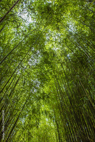 Forêt de bambous en France © Jean-Paul Comparin