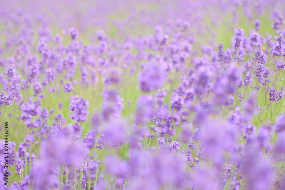 Naklejka premium 富良野のラベンダー