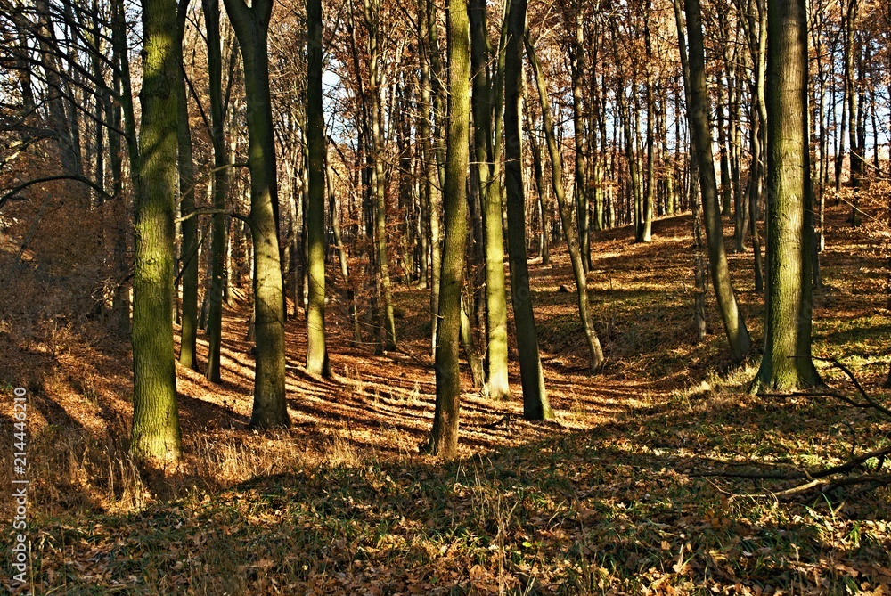 Oak forest with fallen leaves on a sunny day