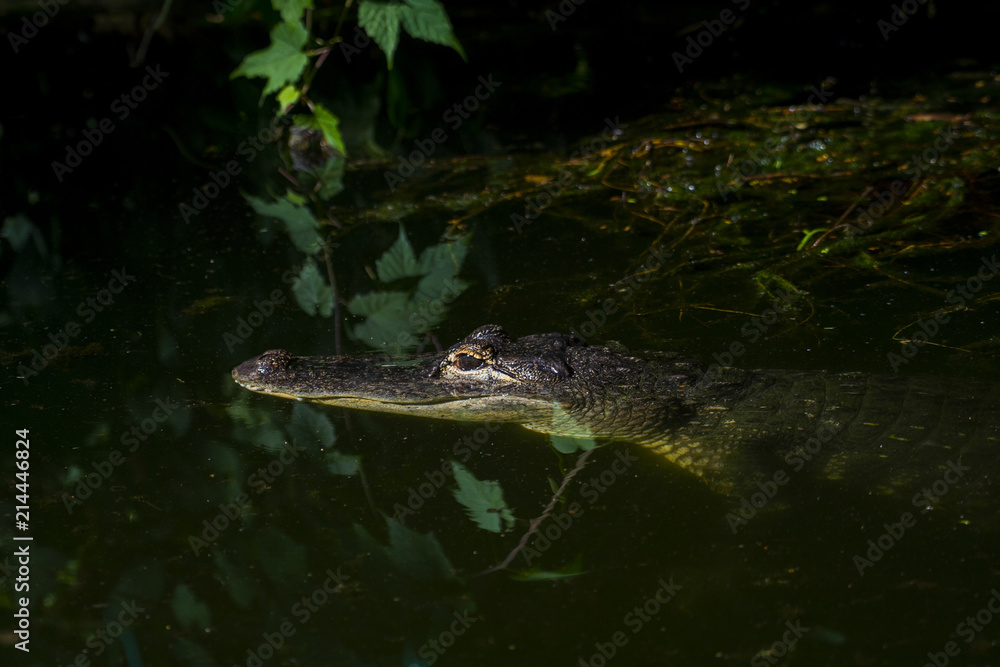 An adult crocodile lurking just above the water level with both eyes visible An adult crocodile lurking just above the water level with both eyes visible
