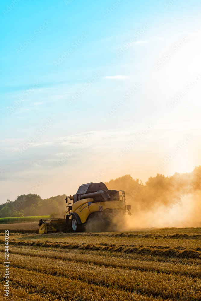 Fototapeta premium big combine harvester threshing in the sunset.