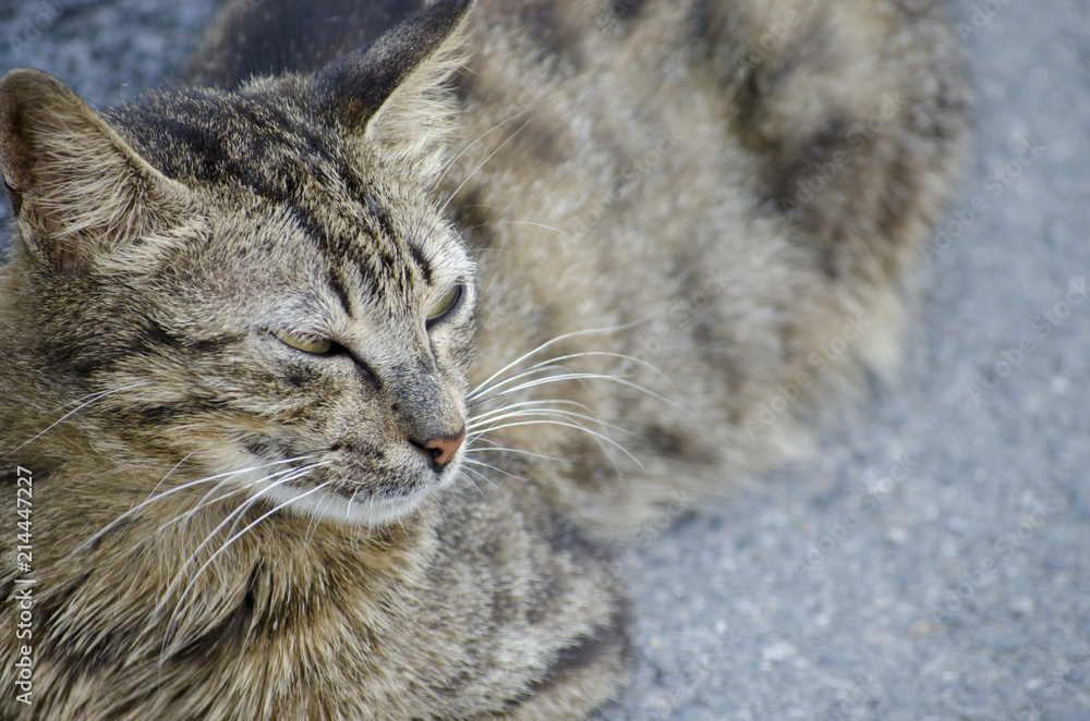Look cross-eyed Cat Look cross-eyed Cat