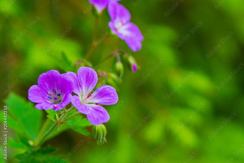 Waldboden in Tatragebirge, waldblumen Waldboden in Tatragebirge, waldblumen