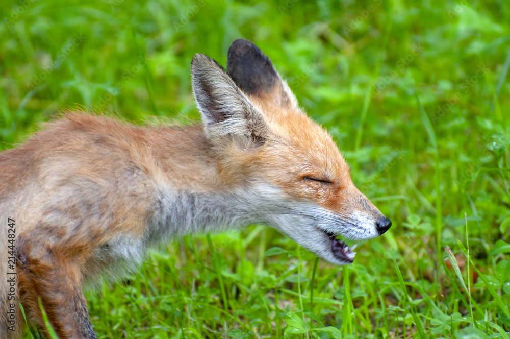 Sneezing fox Sneezing fox