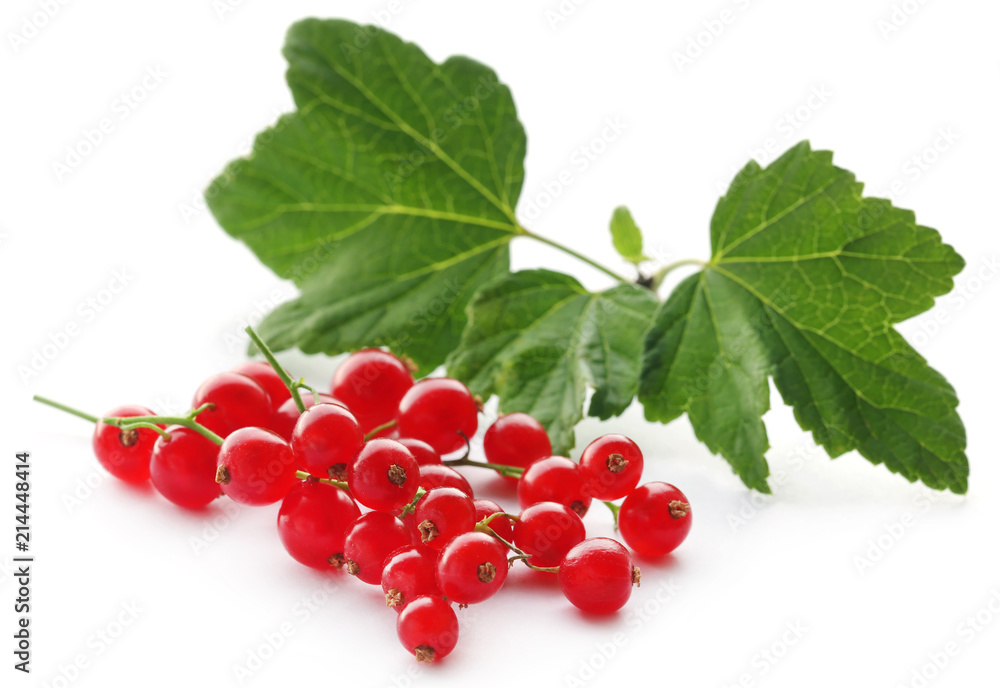 Fresh red currant Fresh red currant