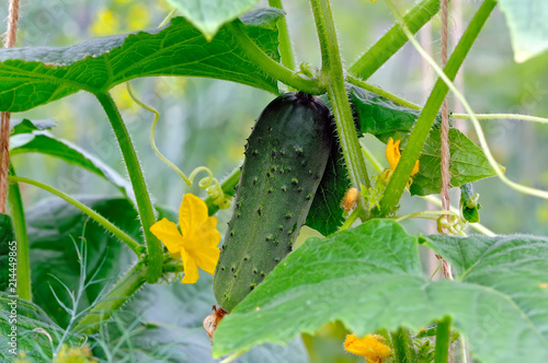 Green cucumber on a branch with yellow flowers