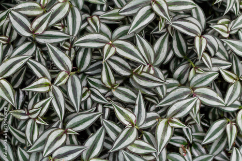 Striped leaves background top view. Closeup floral wallpaper