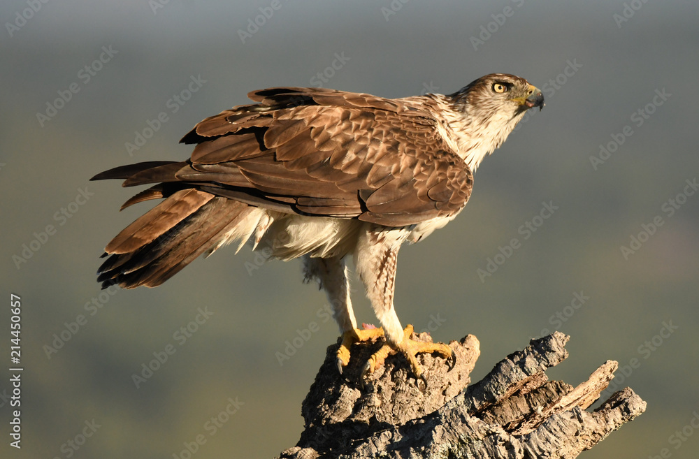 Aguila perdicera posada en un alcornoque Aguila perdicera posada en un alcornoque