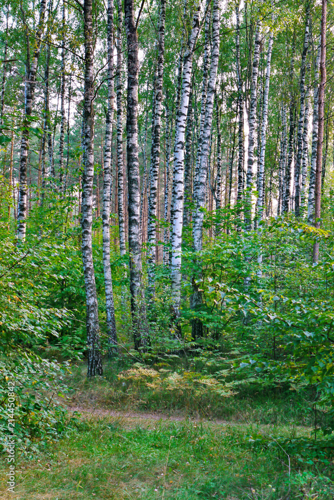 the forest lawn is covered with grass and high with slender trees the forest lawn is covered with grass and high with slender trees