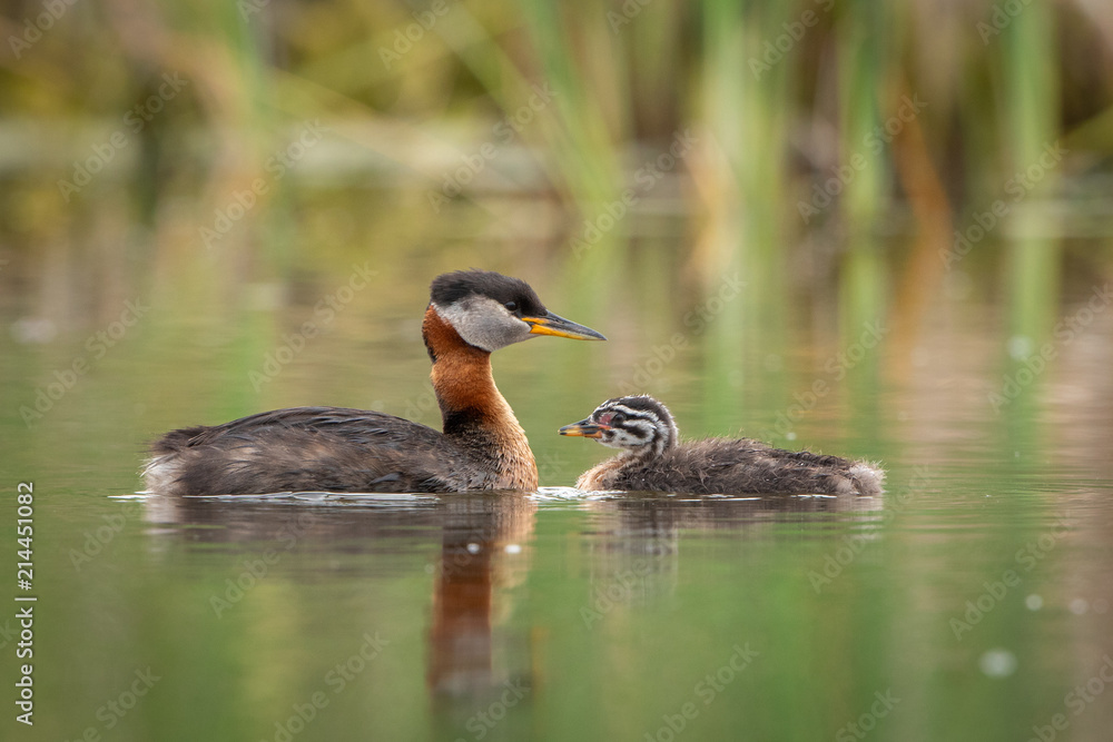 Red-necked Grebe with young Red-necked Grebe with young