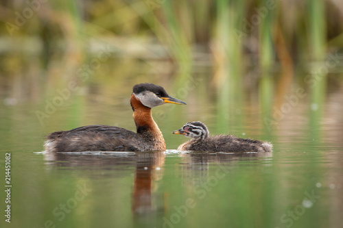 Red-necked Grebe with young