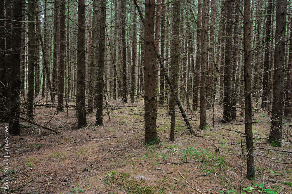 Fototapeta premium Fir trunks in forest