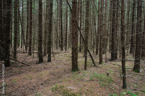 Fir trunks in forest