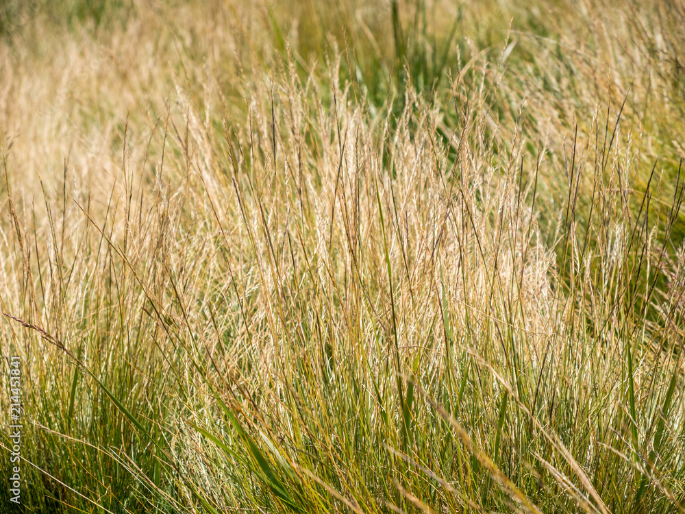 close up on alpine meadow sunburn grass close up on alpine meadow sunburn grass