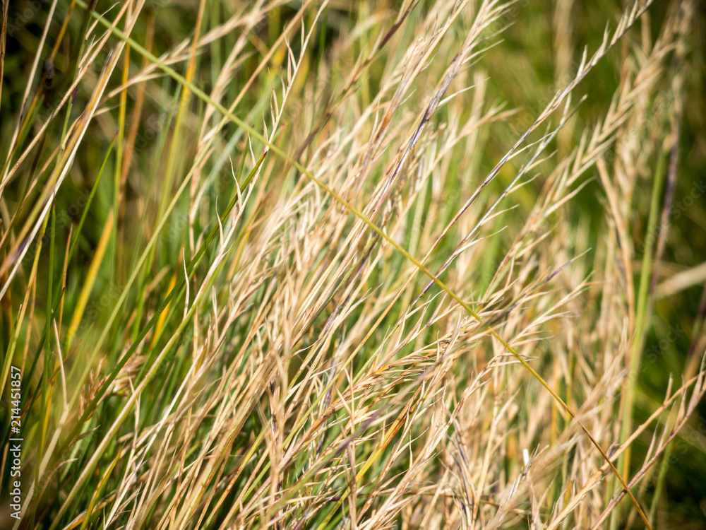 close up on alpine meadow sunburn grass close up on alpine meadow sunburn grass