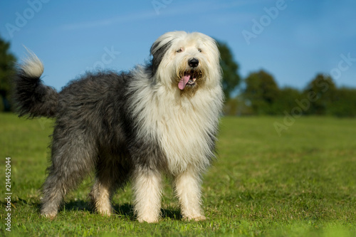 Bobtail steht in einer Wiese photo