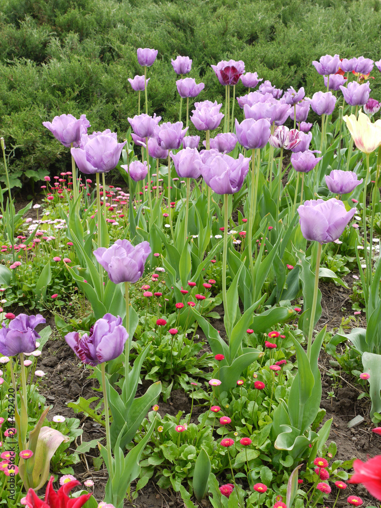 Beautiful violet tulips on a high green stem stand out against the background of other flowers Beautiful violet tulips on a high green stem stand out against the background of other flowers