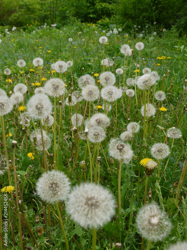 Light dandelions growing among dense green grass. Standing up to the first gusts of the wind together with which fly away into the distance.