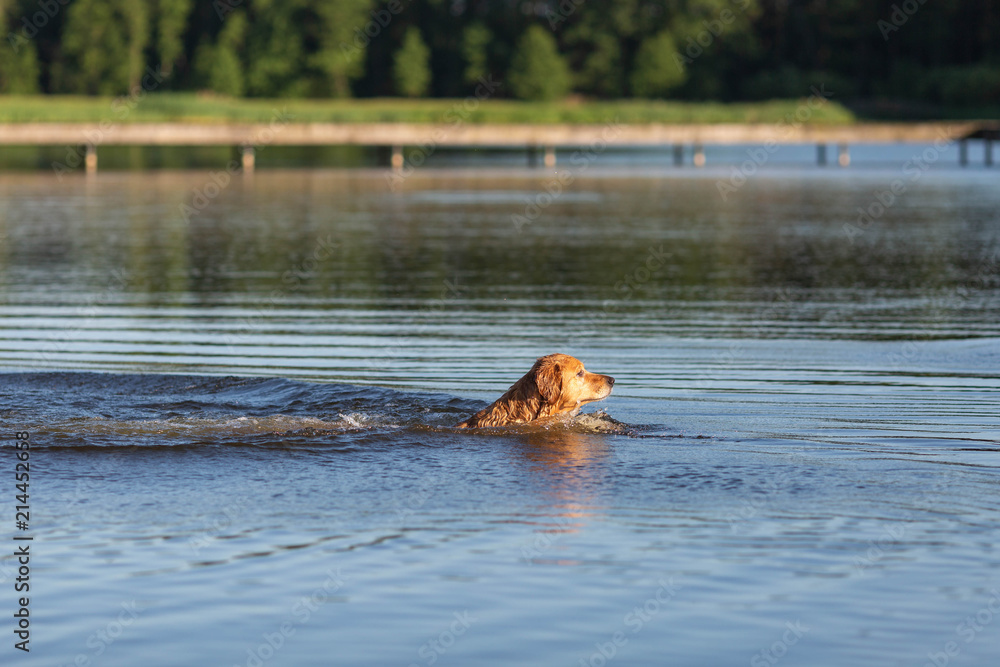 Fototapeta premium Happy swimming dog