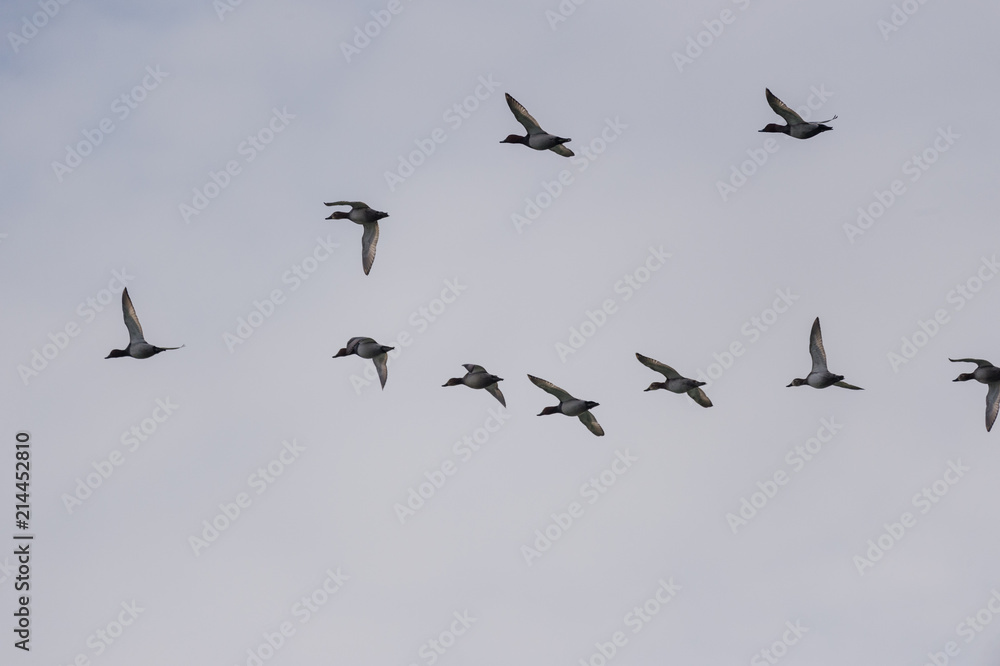 Fototapeta premium Vol de canards Colvert