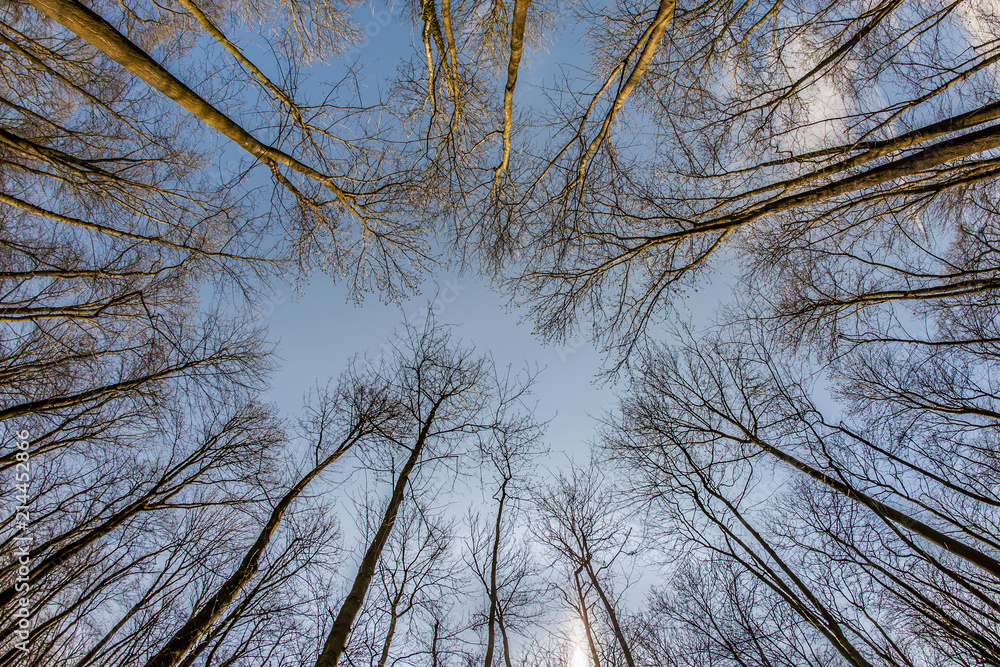 Obraz premium Spring tree crowns on deep blue sky