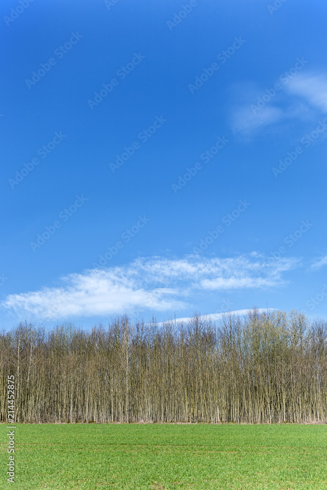 beautiful forest with field and blue sky beautiful forest with field and blue sky