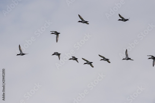 Vol de canards Colvert © Philippe Chavinier