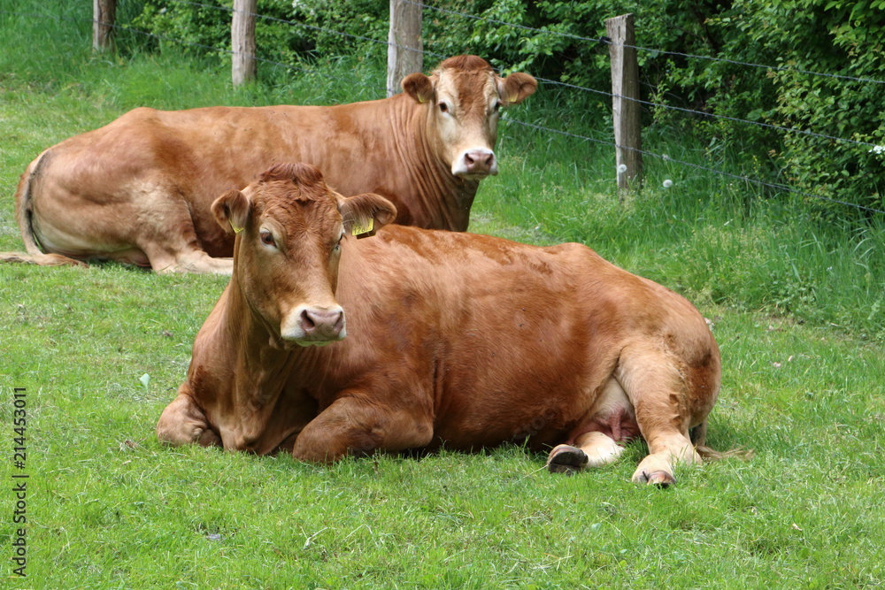 limousin cows resting limousin cows resting