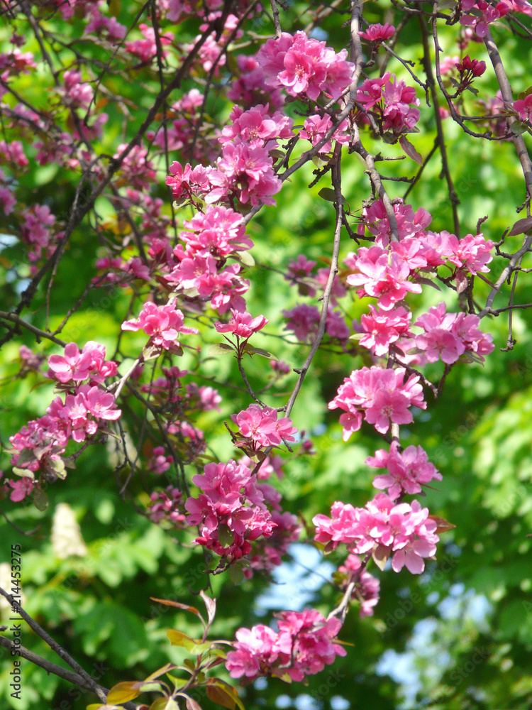 Flowering with pink flowers, thin branches of a tree without leaves. They look very beautiful and defenseless. Flowering with pink flowers, thin branches of a tree without leaves. They look very beautiful and defenseless.