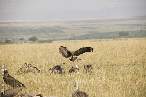 A flying hawk about to land perfectly in Africa