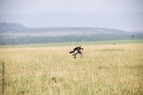 Fototapeta Naklejka Na Ścianę i Meble -  A flying hawk about to land perfectly in Africa